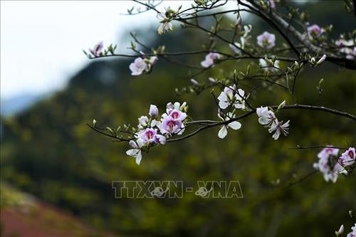 Vẻ đẹp của núi rừng Tây Bắc thuần khuyết, tinh khôi. Ảnh: Phan Tuấn Anh - TTXVN Vẻ đẹp của núi rừng Tây Bắc thuần khuyết, tinh khôi. Ảnh: Phan Tuấn Anh - TTXVN
