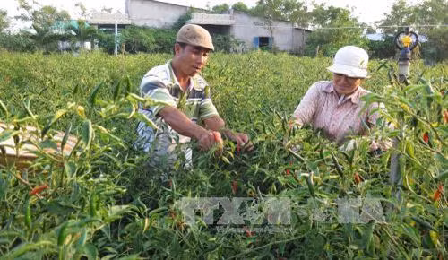 Trồng ớt tại ấp Xóm Chủ, xã Kiểng Phước , huyện Gò Công Đông, tỉnh Tiền Giang. Ảnh: Hồng Nhung - TTXVN