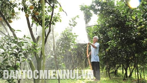 Quýt cần nhiều nước, nhất là thời kỳ ra hoa kết trái nhưng cũng rất sợ ngập úng Quýt cần nhiều nước, nhất là thời kỳ ra hoa kết trái nhưng cũng rất sợ ngập úng