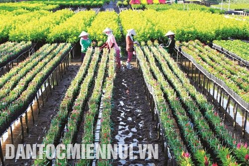 Để làm du lịch, hàng ngày ngoài việc chăm lo tưới nước, bón phân, tỉa cành, bao trái... nhà nông đồng thời là hướng dẫn viên cho khách tham quan Để làm du lịch, hàng ngày ngoài việc chăm lo tưới nước, bón phân, tỉa cành, bao trái... nhà nông đồng thời là hướng dẫn viên cho khách tham quan