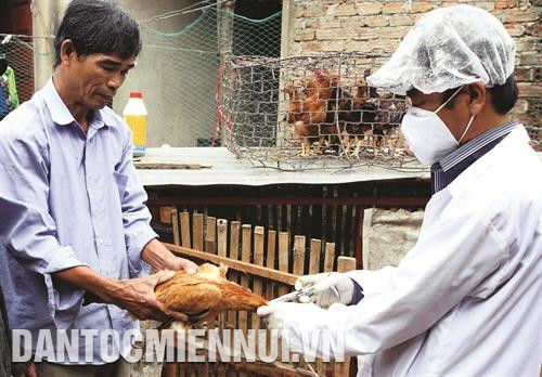 Tiêm đầy đủ vắc xin phòng bệnh thường gặp cho vật nuôi Tiêm đầy đủ vắc xin phòng bệnh thường gặp cho vật nuôi