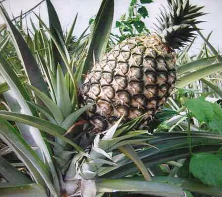 Mầm cây dứa. Ảnh: caygiong.org