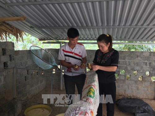 Kiểm tra sự sinh trưởng của vịt Cổ Lũng mới nở. Ảnh: Nguyễn Nam - TTXVN Kiểm tra sự sinh trưởng của vịt Cổ Lũng mới nở. Ảnh: Nguyễn Nam - TTXVN