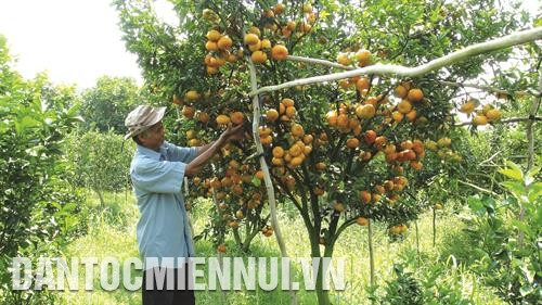 Thường xuyên theo dõi, phát hiện triệu chứng sâu gây hại trên trái cây để có biện pháp xử lý kịp thời Thường xuyên theo dõi, phát hiện triệu chứng sâu gây hại trên trái cây để có biện pháp xử lý kịp thời