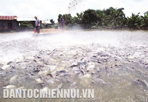 Khi độ mặn tăng cao trên 8%o và kéo dài 5 - 7 ngày, cần di dời cá đến vùng nuôi an toàn Khi độ mặn tăng cao trên 8%o và kéo dài 5 - 7 ngày, cần di dời cá đến vùng nuôi an toàn