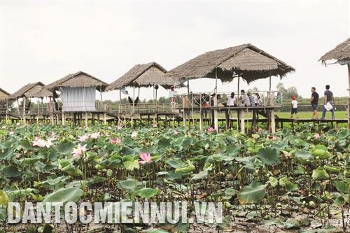 Nhà nông trồng sen làm du lịch ở huyện Tháp Mười Nhà nông trồng sen làm du lịch ở huyện Tháp Mười