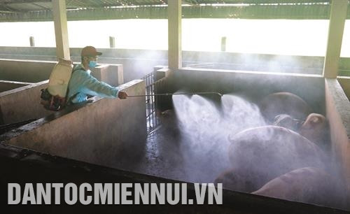 Phun khử trùng chuồng trại để diệt mầm bệnh có trong môi trường sống Phun khử trùng chuồng trại để diệt mầm bệnh có trong môi trường sống