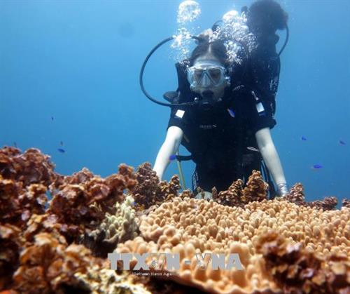 Du khách lặn khám phá cổng Tò Vò dưới nước. Ảnh: Phước Ngọc-TTXVN Du khách lặn khám phá cổng Tò Vò dưới nước. Ảnh: Phước Ngọc-TTXVN