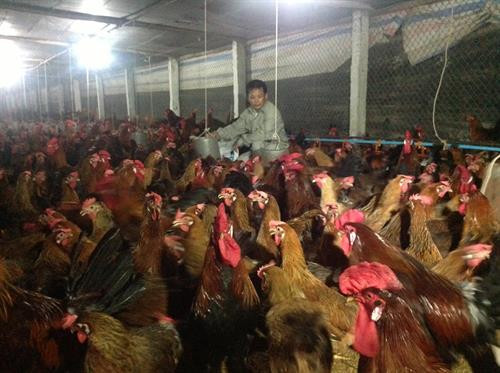 Ngành chăn nuôi Hà Nội tiếp tục chuyển dịch đúng hướng từ nhỏ lẻ, phân tán sang phát triển chăn nuôi tập trung và trang trại. Hà Nội sẽ tiếp tục đầu tư để nâng cao chất lượng kiểm soát giết mổ gia cầm, gia súc trên địa bàn Thủ đô. Là địa phương có điều kiện thổ nhưỡng thuận lợi để phát triển ngành chăn nuôi gia súc lớn, trong đó có bò sữa, những năm qua, tổng đàn bò sữa của huyện Ba Vì (Hà Nội) liên tục tăng, từ đó, giúp nhiều hộ thoát nghèo và vươn lên khá giàu trên chính mảnh đất quê hương. Hội thi bò xã Minh Châu, huyện Ba Vì (Hà Nội) góp phần quảng bá, giới thiệu thành quả ngành chăn nuôi bò của Thủ đô trong những năm vừa qua.