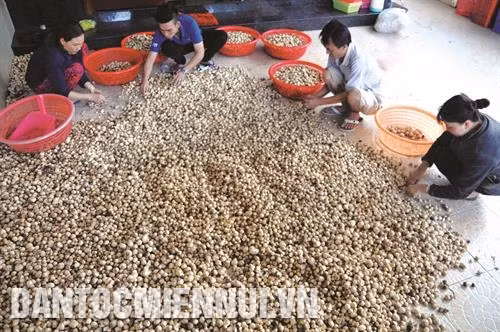 Sử dụng rơm rạ làm nấm đem lại hiệu quả kinh tế cao cho bà con. Trong ảnh: Sơ chế nấm rơm tại một gia đình ở phường Xuân Thanh, thị xã Long Khánh (Đồng Nai). Ảnh: DTMN