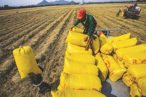 Sản lượng lúa ở vùng Tứ giác Long Xuyên những năm gần đây đạt khoảng 5 triệu tấn/năm Sản lượng lúa ở vùng Tứ giác Long Xuyên những năm gần đây đạt khoảng 5 triệu tấn/năm