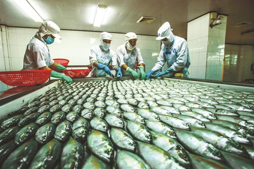 Dây chuyền chế biến thủy sản đạt tiêu chuẩn quốc tế tại Công ty cổ phần chế biến thủy sản xuất khẩungô quyền, huyện Châu Thành (Kiên Giang) Dây chuyền chế biến thủy sản đạt tiêu chuẩn quốc tế tại Công ty cổ phần chế biến thủy sản xuất khẩungô quyền, huyện Châu Thành (Kiên Giang)