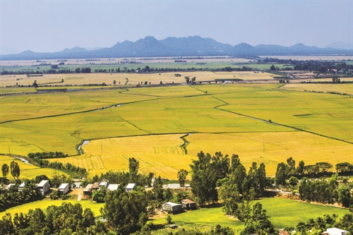 Cánh đồng lúa chờ thu hoạch tại huyện Thốt nốt (Cần Thơ) Cánh đồng lúa chờ thu hoạch tại huyện Thốt nốt (Cần Thơ)