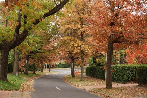 Những hàng cây lá đỏ trải dài thuộc quận Deakin, Canberra. Ảnh: Sao Băng - Pv TTXVN tại Australia Những hàng cây lá đỏ trong khu vực Nhà Quốc hội. Đạp xe hay tản bộ dưới tán cây lá đỏ, lấp lánh những tia nắng mặt trời sẽ là những trải nghiệm khó quên. Ảnh: Sao Băng - Pv TTXVN tại Australia Đường phố Canberra bừng sáng dưới nắng thu rực rỡ. Ảnh: Sao Băng - Pv TTXVN tại Australia Cây lá đổ vàng gần nhà Quốc hội Liên bang. Ảnh: Sao Băng - Pv TTXVN tại Australia Đường phố Canberra bừng sáng dưới nắng thu rực rỡ. Ảnh: Sao Băng - Pv TTXVN tại Australia Đường phố Canberra bừng sáng dưới nắng thu rực rỡ. Ảnh: Sao Băng - Pv TTXVN tại Australia Khu vực trung tâm Canberra nhuộm sắc đỏ. Ảnh: Sao Băng - Pv TTXVN tại Australia Những hàng cây lá đỏ trong khu vực Nhà Quốc hội. Đạp xe hay tản bộ dưới tán cây lá đỏ, lấp lánh những tia nắng mặt trời sẽ là những trải nghiệm khó quên. Tới Canberra mùa Thu, du khách khó có thể quên được một thủ đô tuy vắng nhưng đầy quyến rũ trong mùa thay lá. Ảnh: Sao Băng - Pv TTXVN tại Australia Hàng cây bên bờ hồ Burley Griffin chuyển lá vàng vào mùa Thu. Ảnh: Sao Băng - Pv TTXVN tại Australia Công viên Commonwealth sát bên hồ Burley Griffin. Tới đây vào mùa xuân tháng 9, du khách sẽ được thưởng ngoạn sắc hoa rực rỡ của Lễ hội hoa thường niên. Ảnh: Sao Băng - Pv TTXVN tại Australia Hàng cây bên bờ hồ Burley Griffin chuyển lá vàng vào mùa Thu. Ảnh: Sao Băng - Pv TTXVN tại Australia Hàng cây bên bờ hồ Burley Griffin chuyển lá đỏ vào mùa Thu. Khi mùa xuân tới sẽ nở hoa trắng tinh trước khi lá non xanh đâm chồi. Ảnh: Sao Băng - Pv TTXVN tại Australia Hàng cây bên bờ hồ Burley Griffin chuyển lá đỏ vào mùa Thu. Khi mùa xuân tới sẽ nở hoa trắng tinh trước khi lá non xanh đâm chồi. Ảnh: Sao Băng - Pv TTXVN tại Australia Những hàng cây lá đỏ trải dài thuộc quận Deakin, Canberra. Ảnh: Sao Băng - Pv TTXVN tại Australia Những hàng cây lá đỏ trong khu vực Nhà Quốc hội. Đạp xe hay tản bộ dưới tán cây lá đỏ, lấp lánh những tia nắng mặt trời sẽ là những trải nghiệm khó quên. Ảnh: Sao Băng - Pv TTXVN tại Australia Đường phố Canberra bừng sáng dưới nắng thu rực rỡ. Ảnh: Sao Băng - Pv TTXVN tại Australia Cây lá đổ vàng gần nhà Quốc hội Liên bang. Ảnh: Sao Băng - Pv TTXVN tại Australia Đường phố Canberra bừng sáng dưới nắng thu rực rỡ. Ảnh: Sao Băng - Pv TTXVN tại Australia Đường phố Canberra bừng sáng dưới nắng thu rực rỡ. Ảnh: Sao Băng - Pv TTXVN tại Australia Khu vực trung tâm Canberra nhuộm sắc đỏ. Ảnh: Sao Băng - Pv TTXVN tại Australia Những hàng cây lá đỏ trong khu vực Nhà Quốc hội. Đạp xe hay tản bộ dưới tán cây lá đỏ, lấp lánh những tia nắng mặt trời sẽ là những trải nghiệm khó quên. Tới Canberra mùa Thu, du khách khó có thể quên được một thủ đô tuy vắng nhưng đầy quyến rũ trong mùa thay lá. Ảnh: Sao Băng - Pv TTXVN tại Australia Hàng cây bên bờ hồ Burley Griffin chuyển lá vàng vào mùa Thu. Ảnh: Sao Băng - Pv TTXVN tại Australia Công viên Commonwealth sát bên hồ Burley Griffin. Tới đây vào mùa xuân tháng 9, du khách sẽ được thưởng ngoạn sắc hoa rực rỡ của Lễ hội hoa thường niên. Ảnh: Sao Băng - Pv TTXVN tại Australia Hàng cây bên bờ hồ Burley Griffin chuyển lá vàng vào mùa Thu. Ảnh: Sao Băng - Pv TTXVN tại Australia Hàng cây bên bờ hồ Burley Griffin chuyển lá đỏ vào mùa Thu. Khi mùa xuân tới sẽ nở hoa trắng tinh trước khi lá non xanh đâm chồi. Ảnh: Sao Băng - Pv TTXVN tại Australia Hàng cây bên bờ hồ Burley Griffin chuyển lá đỏ vào mùa Thu. Khi mùa xuân tới sẽ nở hoa trắng tinh trước khi lá non xanh đâm chồi. Ảnh: Sao Băng - Pv TTXVN tại Australia