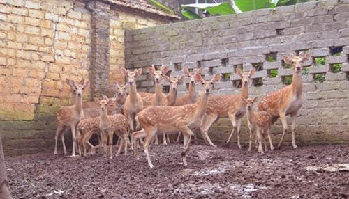 Mô hình của ông Nguyễn Quốc Toản, thôn Tân Chính, xã Đại Hóa, huyện Tân Yên (Bắc Giang).Mỗi năm cho thu khoảng 200 triệu đồng từ nhung và hươu giống. Ảnh: nguoichannuoi.com Mô hình của ông Nguyễn Quốc Toản, thôn Tân Chính, xã Đại Hóa, huyện Tân Yên (Bắc Giang).Mỗi năm cho thu khoảng 200 triệu đồng từ nhung và hươu giống. Ảnh: nguoichannuoi.com