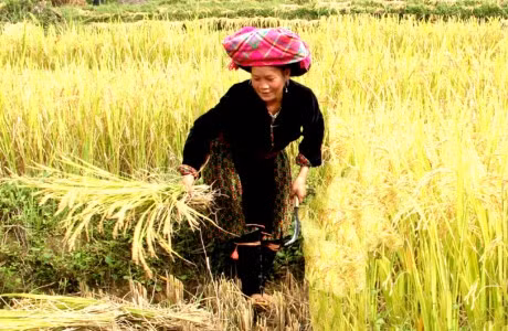 Ngắm vẻ đẹp mộc mạc của phụ nữ vùng cao Tây Bắc ảnh 9