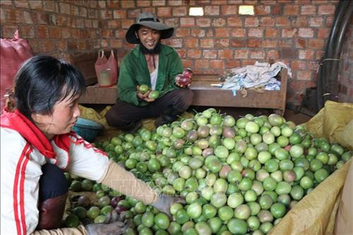 Anh Ngô Văn Tiên, xã Nam Yang, huyện Đăk Đoa (Gia Lai) thành công với mô hình xen canh hồ tiêu, mít thái, cau, bời lời, chanh dây. Ảnh: Hồng Điệp - TTXVN Anh Ngô Văn Tiên, xã Nam Yang, huyện Đăk Đoa (Gia Lai) thành công với mô hình xen canh hồ tiêu, mít thái, cau, bời lời, chanh dây. Ảnh: Hồng Điệp - TTXVN