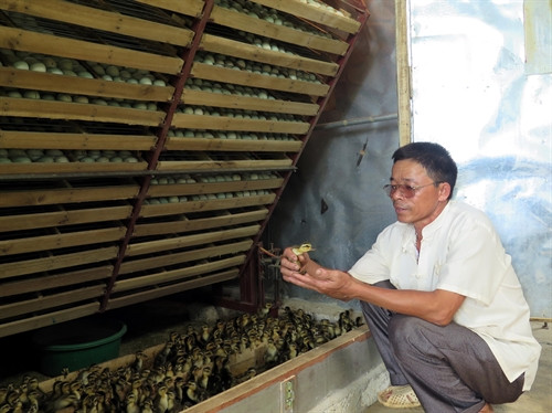 Ông Nguyễn Văn Lập kiểm tra vịt mới nở.