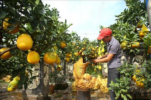 Quất, bưởi Văn Giang sẵn sàng cho Tết Nguyên đán Canh Tý 2020 ảnh 3 Quất, bưởi Văn Giang sẵn sàng cho Tết Nguyên đán Canh Tý 2020 ảnh 3