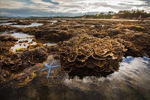 Cái tên Hòn Yến do trước kia nơi đây có rất nhiều chim yến về làm tổ và Hòn Yến mang vẻ đẹp mộc mạc, hoang sơ. Ảnh: Trọng Đạt - TTXVN Vẻ tuyệt đẹp của hệ sinh thái san hô tự nhiên tại Hòn Yến khi thủy triều rút. Ảnh: Trọng Đạt - TTXVN Trong khoảng thời gian thủy triều rút, rặng san hô lộ trên mặt nước với nhiều màu sắc và hình thù lạ mắt, tạo nên con đường san hô nối dài cách bờ khoảng 150m và đi thẳng tới Hòn Yến, thu hút rất đông du khách tò mò khám phá. Ảnh: Trọng Đạt - TTXVN Những lúc thủy triều xuống, chỉ cần lội bộ ra biển một đoạn là có thể ngắm nhìn và chạm được vào rặng san hô ở Hòn Yến rất dễ dàng. Ảnh: Trọng Đạt - TTXVN Các loại san hô đủ hình dáng, màu sắc có thể nhìn thấy dưới lớp nước mỏng. Ảnh: Trọng Đạt - TTXVN Nét hoang sơ của hệ sinh thái san hô tự nhiên tại địa danh Hòn Yến. Quần thể Hòn Yến được công nhận Di tích Danh thắng cấp quốc gia vào tháng 4/2018. Ảnh: Trọng Đạt - TTXVN Những lúc thủy triều xuống, chỉ cần lội bộ ra biển một đoạn là có thể ngắm nhìn và chạm được vào san hô dễ dàng. Tuy nhiên, vài năm trở lại đây, lượng khách du lịch tự phát đến tham quan quá lớn đã gây hư hại nhiều cho hệ sinh thái san hô biển cùng môi trường và cảnh quan. Ảnh: Trọng Đạt - TTXVN