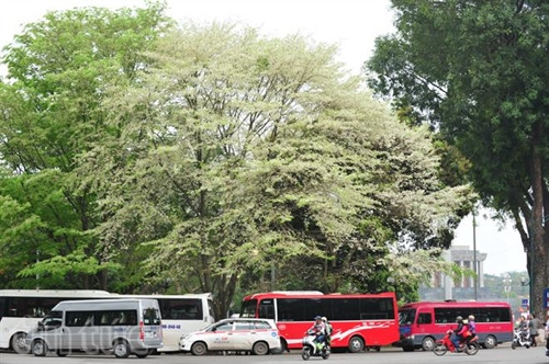 Hẹn gặp lại, sắc trắng hoa sưa ảnh 3