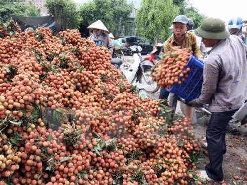 Vải thiều Việt Nam đã được xuất khẩu sang một số thị trường. Ảnh: Đinh Huệ/TTXVN