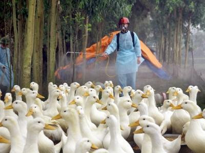 Phun thuốc phòng chống dịch trên gia cầm. Ảnh: 2lua.vn