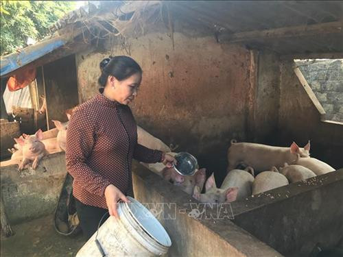 Chị Vi Thị Hương (xóm Đồng Ban xã Đồng Hợp, huyện Quỳ Hợp) dừng lại ở hai con để nuôi dạy tốt và phát triển kinh tế trang trại. Ảnh: Bích Huệ - TTXVN Chị Vi Thị Hương (xóm Đồng Ban xã Đồng Hợp, huyện Quỳ Hợp) dừng lại ở hai con để nuôi dạy tốt và phát triển kinh tế trang trại. Ảnh: Bích Huệ - TTXVN