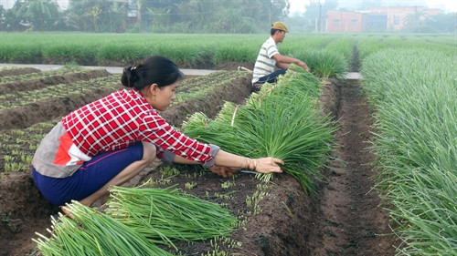 Cây hẹ đã giúp nhiều hộ gia đình nơi đây có thu nhập ổn định, vươn lên làm giàu. Cây hẹ đã giúp nhiều hộ gia đình nơi đây có thu nhập ổn định, vươn lên làm giàu.