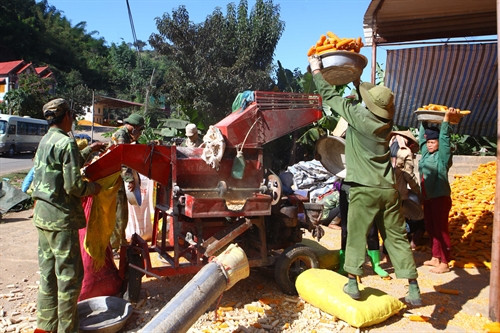 Ngô bắp được người dân cho vào máy để tách hạt. Ngô bắp được người dân cho vào máy để tách hạt.