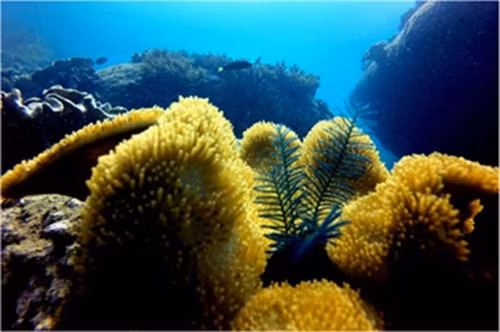 Chính điều đó đã bổ sung nguồn lợi thủy sản đáng kể cho các vùng biển xung quanh đảo Hòn Cau.