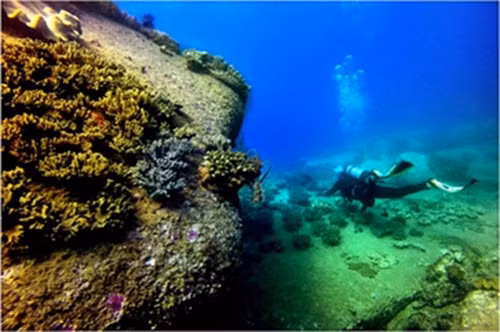 Rạn san hô và thảm cỏ biển của Hòn Cau được coi là hệ sinh thái năng suất nhất.