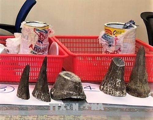 Sừng tê giác do lực lượng hải quan phát hiện và thu giữ. Ảnh: Anh Tuấn – TTXVN