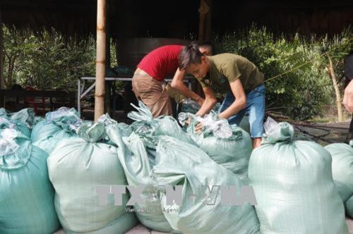 Măng tre Bát độ sau khi thu hoạch sẽ được đưa về sơ chế để đóng gói. Ảnh: Việt Dũng - TTXVN Măng tre Bát độ sau khi thu hoạch sẽ được đưa về sơ chế để đóng gói. Ảnh: Việt Dũng - TTXVN