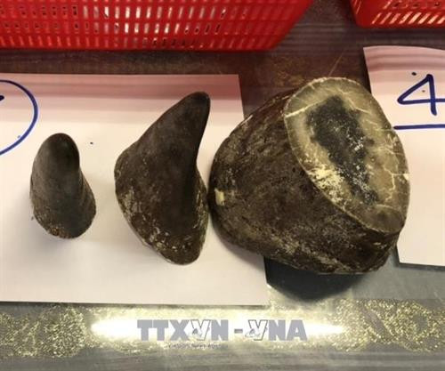 Sừng tê giác do lực lượng hải quan phát hiện và thu giữ. Ảnh: Anh Tuấn – TTXVN