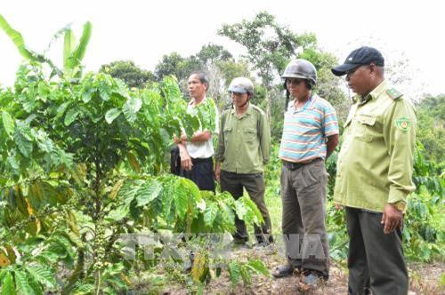 Rừng phòng hộ đầu nguồn thuộc tiểu khu 323, xã Ea Tam, huyện Krông Năng (Đắk Lắk) bị lấn chiếm trồng cây cà phê. Ảnh: Tuấn Anh – TTXVN Rừng phòng hộ đầu nguồn thuộc tiểu khu 323, xã Ea Tam, huyện Krông Năng (Đắk Lắk) bị lấn chiếm trồng cây cà phê. Ảnh: Tuấn Anh – TTXVN