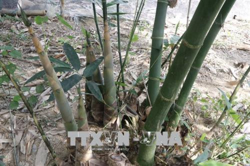 Măng tre Bát Độ có củ to, năng suất cao hơn rất nhiều lần so với loại măng tre khác. Ảnh: Việt Dũng - TTXVN Măng tre Bát Độ có củ to, năng suất cao hơn rất nhiều lần so với loại măng tre khác. Ảnh: Việt Dũng - TTXVN