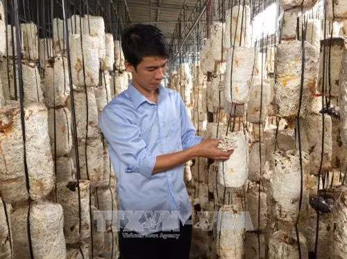 Thu hoạch nấm sò. Ảnh: Đinh Tuấn – TTXVN.