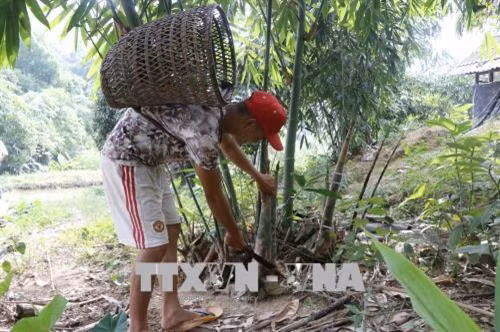 Người dân xã Kiên Thành, huyện Trấn Yên (Yên Bái) thu hoạch măng tre Bát độ. Ảnh: Việt Dũng - TTXVN