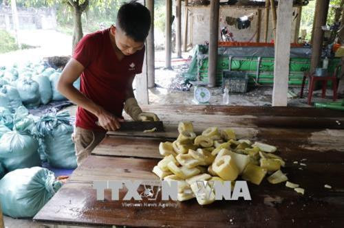 Măng tre Bát độ sau khi thu hoạch sẽ được đưa về sơ chế để đóng gói. Ảnh: Việt Dũng - TTXVN Măng tre Bát độ sau khi thu hoạch sẽ được đưa về sơ chế để đóng gói. Ảnh: Việt Dũng - TTXVN