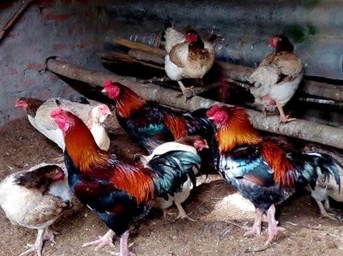 Đàn gà Móng giống gốc. Ảnh: mard.gov.vn
