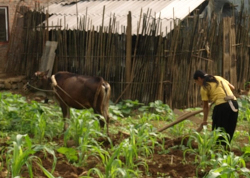 Với hình dáng đặc biệt cùng độ cứng không dễ bị gãy khi cày gặp đá, lưỡi cày luôn là vật dụng không thể thiếu của bà con vùng cao trong tỉnh.