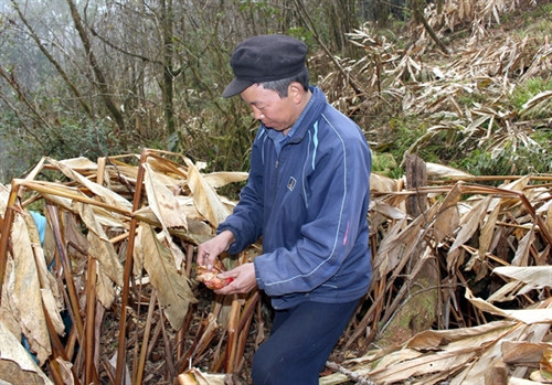 Mầm và hoa thảo quả bị thối, không thể phục hồi. Mầm và hoa thảo quả bị thối, không thể phục hồi.