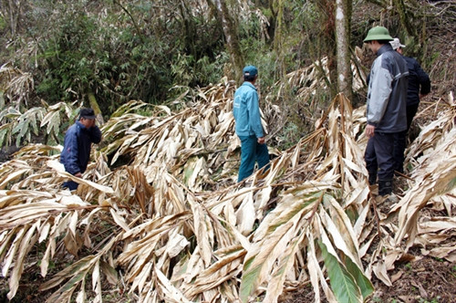 Người dân xã Hồ Thầu tập trung thu dọn cây thảo quả bị chết. Người dân xã Hồ Thầu tập trung thu dọn cây thảo quả bị chết.