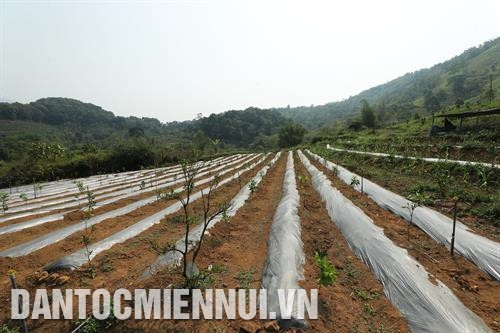 Nhận trâu từ Chương trình 30a, anh Vì Văn Hồng, dân tộc Thái ở bản Sam Mứn, xã Sam Mứn được "trao cần câu" để tự vươn lên thoát nghèo. Ảnh: Hoàng Hà Nhận trâu từ Chương trình 30a, anh Vì Văn Hồng, dân tộc Thái ở bản Sam Mứn, xã Sam Mứn được "trao cần câu" để tự vươn lên thoát nghèo. Ảnh: Hoàng Hà Hợp tác xã dịch vụ tổng hợp Thanh Yên áp dụng khoa học - kỹ thuật vào sản xuất lúa gạo đặc sản nhằm nâng cao chất lượng sản phẩm, tăng thu nhập cho xã viên. Ảnh: Hoàng Hà Nhận trâu từ Chương trình 30a, anh Vì Văn Hồng, dân tộc Thái ở bản Sam Mứn, xã Sam Mứn được "trao cần câu" để tự vươn lên thoát nghèo. Ảnh: Hoàng Hà Nhận trâu từ Chương trình 30a, anh Vì Văn Hồng, dân tộc Thái ở bản Sam Mứn, xã Sam Mứn được "trao cần câu" để tự vươn lên thoát nghèo. Ảnh: Hoàng Hà Hợp tác xã dịch vụ tổng hợp Thanh Yên áp dụng khoa học - kỹ thuật vào sản xuất lúa gạo đặc sản nhằm nâng cao chất lượng sản phẩm, tăng thu nhập cho xã viên. Ảnh: Hoàng Hà