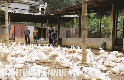 Từ nguồn vốn vay ngân hàng Chính sách xã hội,nhiều hộ đồng bào trong huyện đã chọn chăn nuôi gia súc,gia cầm làm hướng phát triển kinh tế Từ nguồn vốn vay ngân hàng Chính sách xã hội,nhiều hộ đồng bào trong huyện đã chọn chăn nuôi gia súc,gia cầm làm hướng phát triển kinh tế