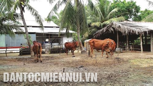 Từ nay đến năm 2020, huyện Ba tri tiếp tục nâng cao chất lượng đàn bò, hình thành ngành sản xuất chăn nuôi bò thịt chất lượng cao Từ nay đến năm 2020, huyện Ba tri tiếp tục nâng cao chất lượng đàn bò, hình thành ngành sản xuất chăn nuôi bò thịt chất lượng cao