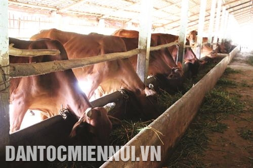 Huyện Ba tri hiện có hơn 200 hộ nuôi bò với trên 94.000 con, chiếm 50% tổng đàn bò của tỉnh Bến Tre Huyện Ba tri hiện có hơn 200 hộ nuôi bò với trên 94.000 con, chiếm 50% tổng đàn bò của tỉnh Bến Tre