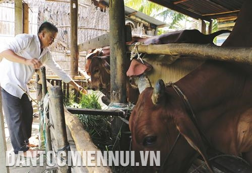 Nhờ chăn nuôi bò thịt, gia đình ông Mai văn nguyện ở xã An Hiệp, huyện Ba Tri đã thoát nghèo Nhờ chăn nuôi bò thịt, gia đình ông Mai văn nguyện ở xã An Hiệp, huyện Ba Tri đã thoát nghèo