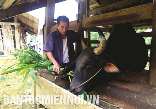 Gia đình anh Lầu Văn Nó, dân tộc Mông, thôn Phiêng Ten, xã Sinh Long là một trong những hộ điển hình thoát nghèo nhờ nguồn vốn vay từ Ngân hàng Chính sách xã hội Gia đình anh Lầu Văn Nó, dân tộc Mông, thôn Phiêng Ten, xã Sinh Long là một trong những hộ điển hình thoát nghèo nhờ nguồn vốn vay từ Ngân hàng Chính sách xã hội